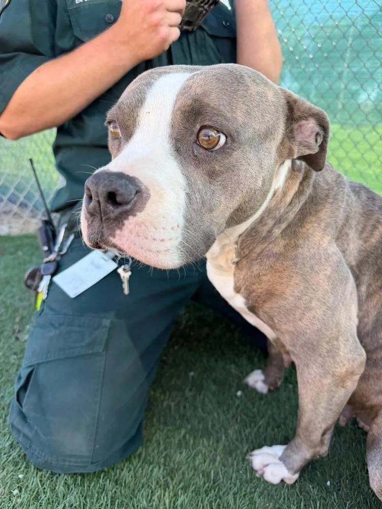 A young medium-sized female American Staffordshire Terrier dog named Melody for adoption in Lakeland, FL