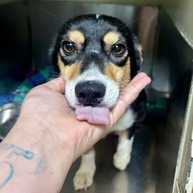 A baby small-sized female Black Corgi dog named Payton Sanford for adoption in Broken Arrow, OK