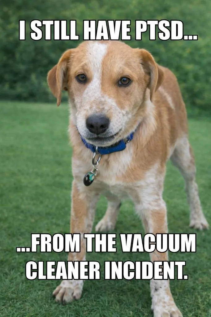 A baby medium-sized male Mixed Breed dog named Anansi for adoption in Fort Stockton, TX