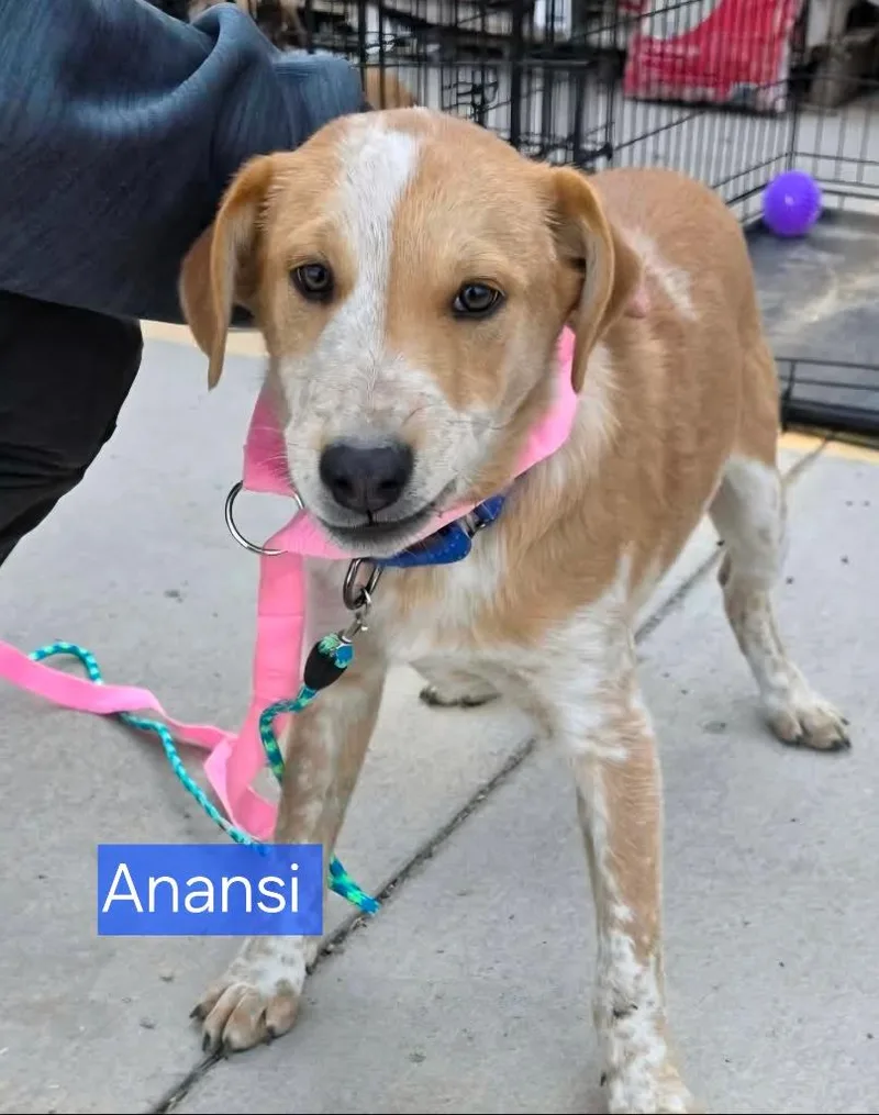 Anansi thumbnail 6