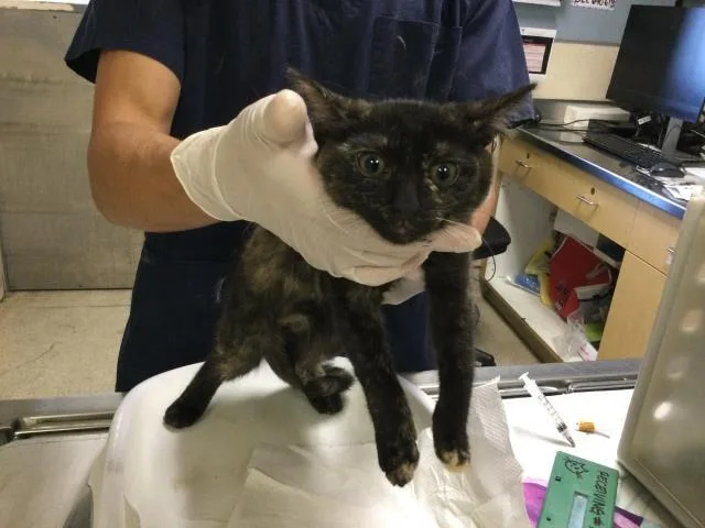 A baby small-sized female Domestic Short Hair cat named Sophia for adoption in Riverside, CA