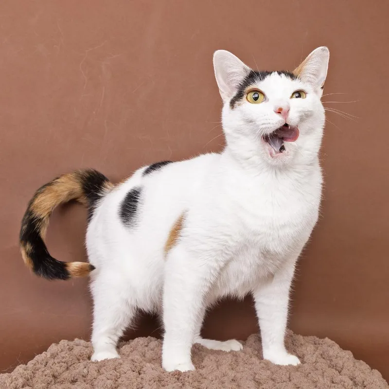 A young medium-sized female White Domestic Short Hair cat named Lola for adoption in Franklin, TN