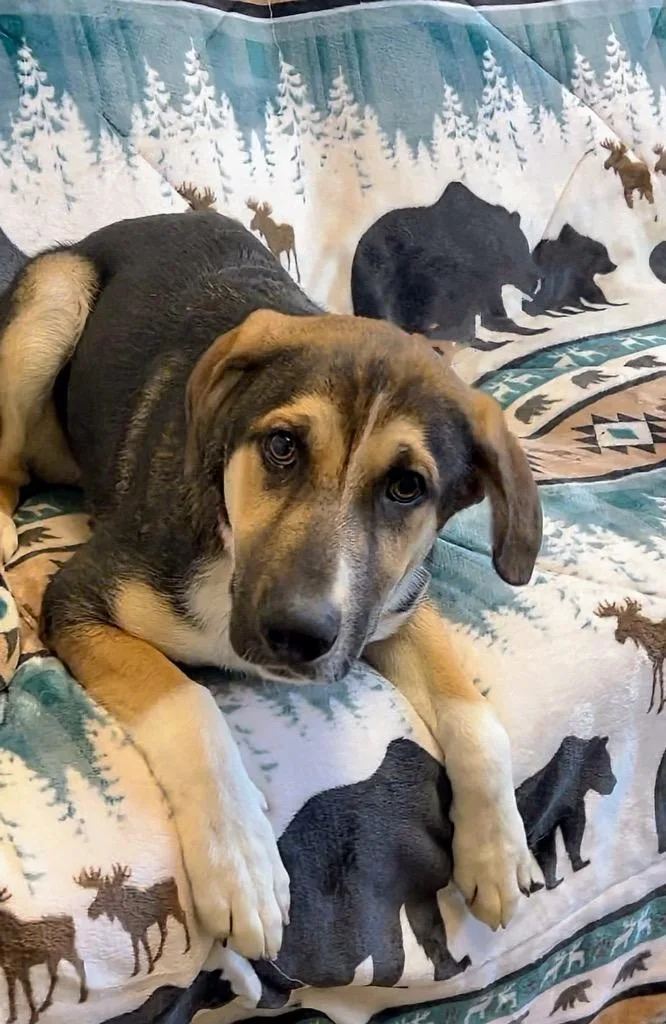 A baby medium-sized male Mixed Breed dog named Stunk for adoption in Rome, GA