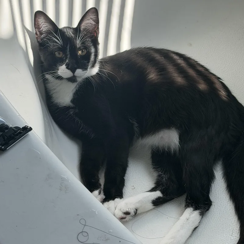 A baby medium-sized male Domestic Short Hair cat named Wonka for adoption in Charlotte, NC