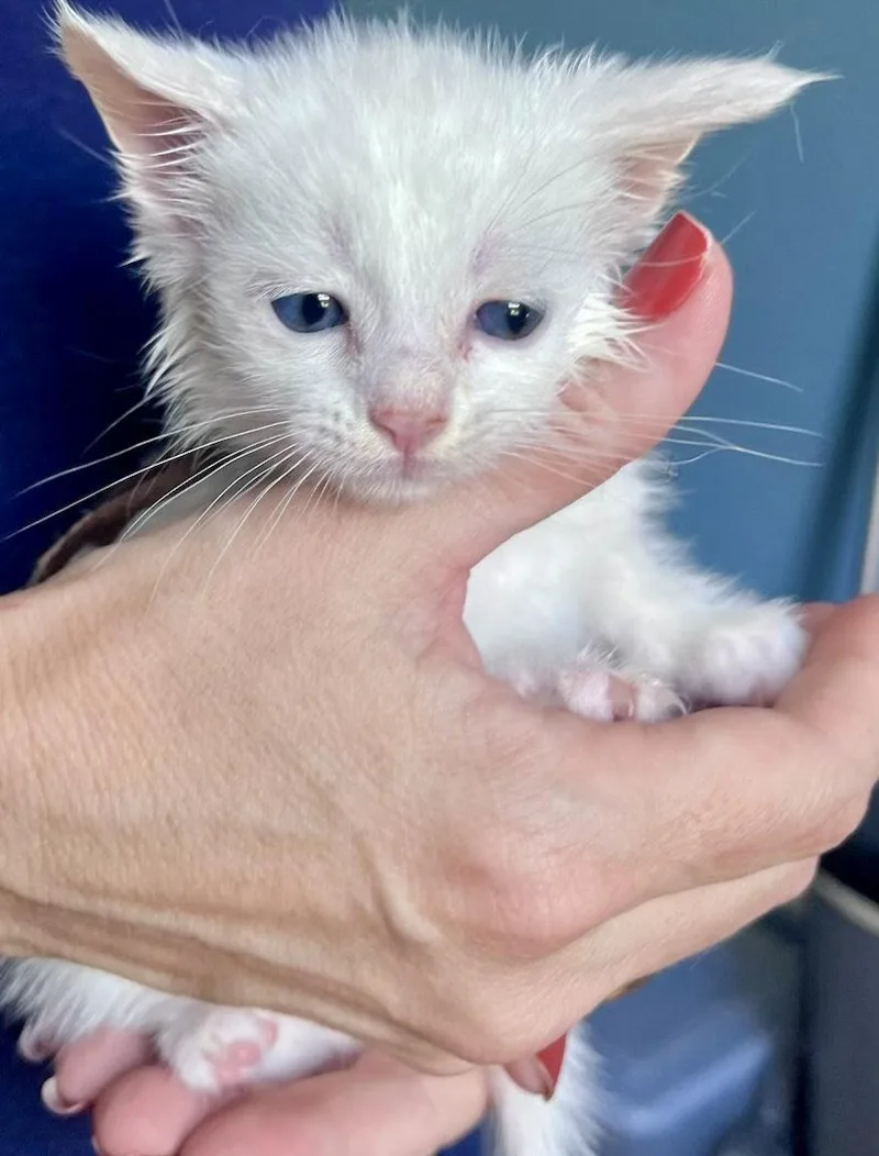 A young medium-sized male White Domestic Short Hair cat named Spud for adoption in Forest, VA