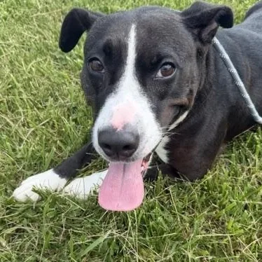 An adult medium-sized female Black Labrador Retriever dog named Sophia for adoption in Bryan, OH