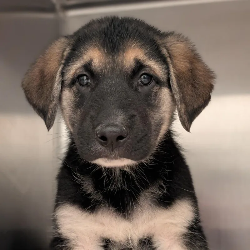 A baby small-sized male German Shepherd Dog dog named Walnut for adoption in Asheville, NC