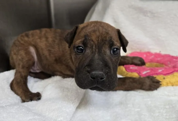 A baby small-sized female Pointer dog named Tilly for adoption in Los Angeles, CA