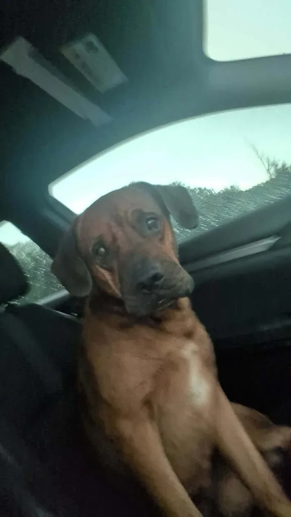 An adult large-sized male Boxer dog named Rover for adoption in Murray, KY