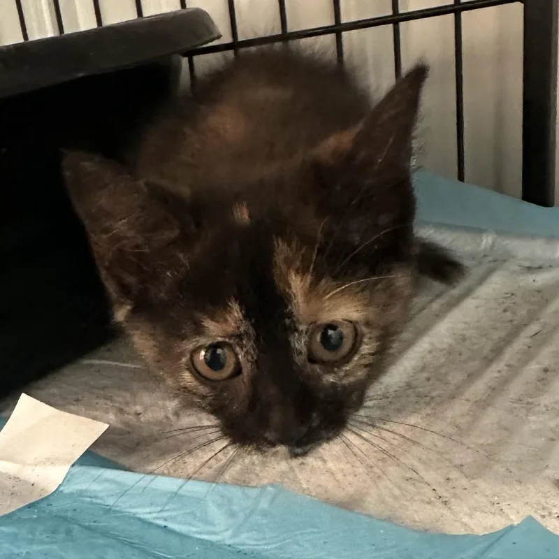 A baby small-sized female Domestic Short Hair cat named Mayhem for adoption in Corbin, KY