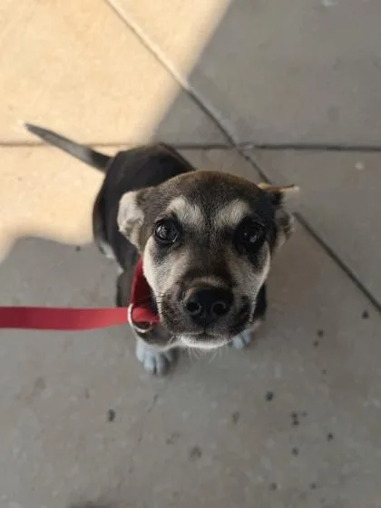 A baby medium-sized male Shepherd dog named Slash for adoption in Barnesville, GA