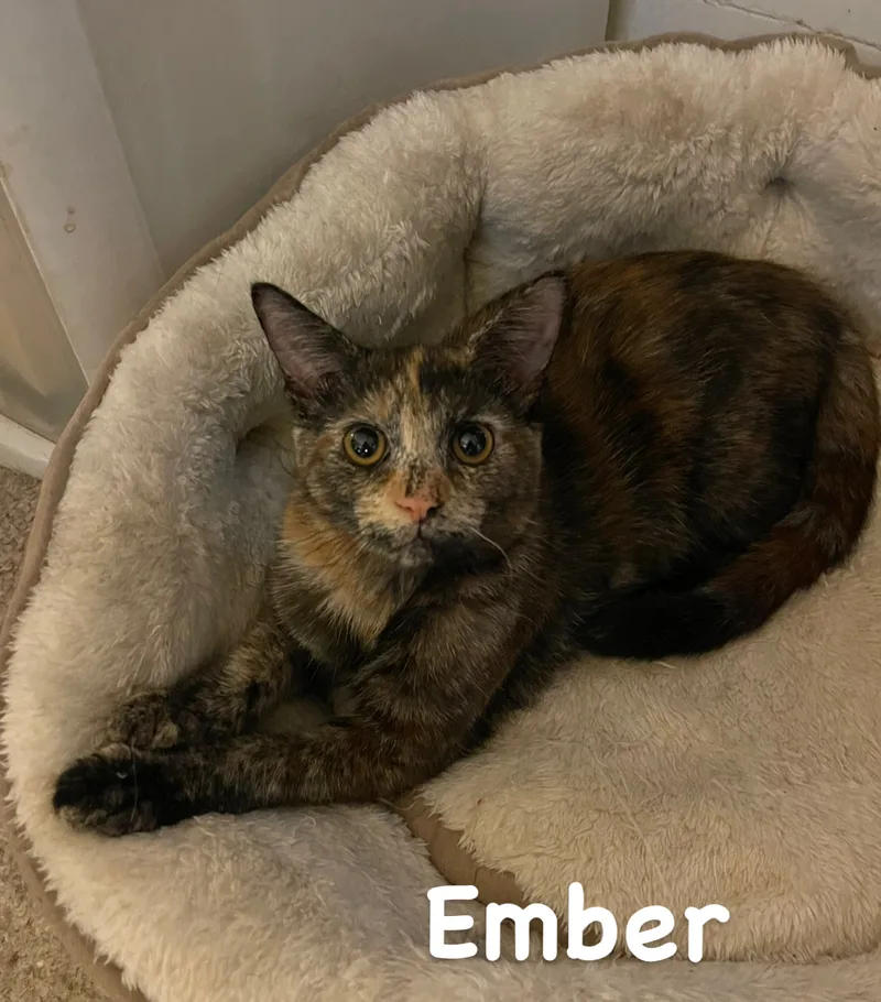 A young medium-sized female Tortoiseshell cat named Ember for adoption in Asbury Park, NJ