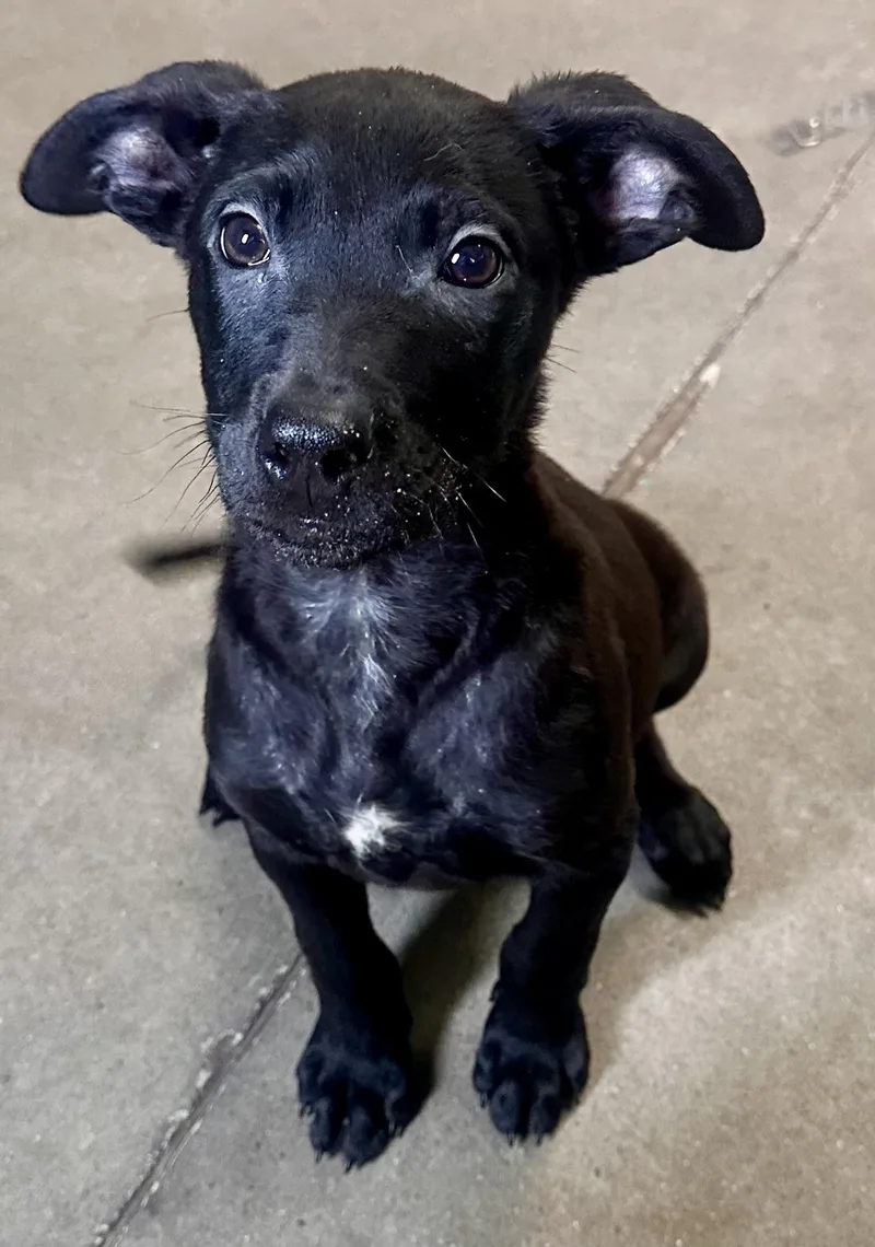 Thin Mint thumbnail 2