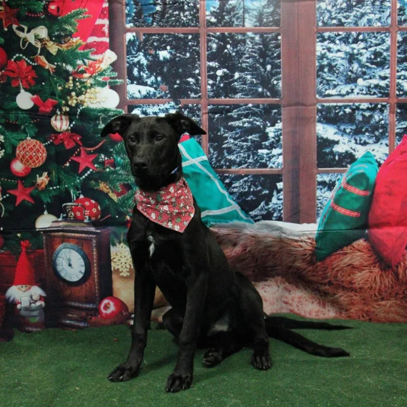 Thin Mint thumbnail 3