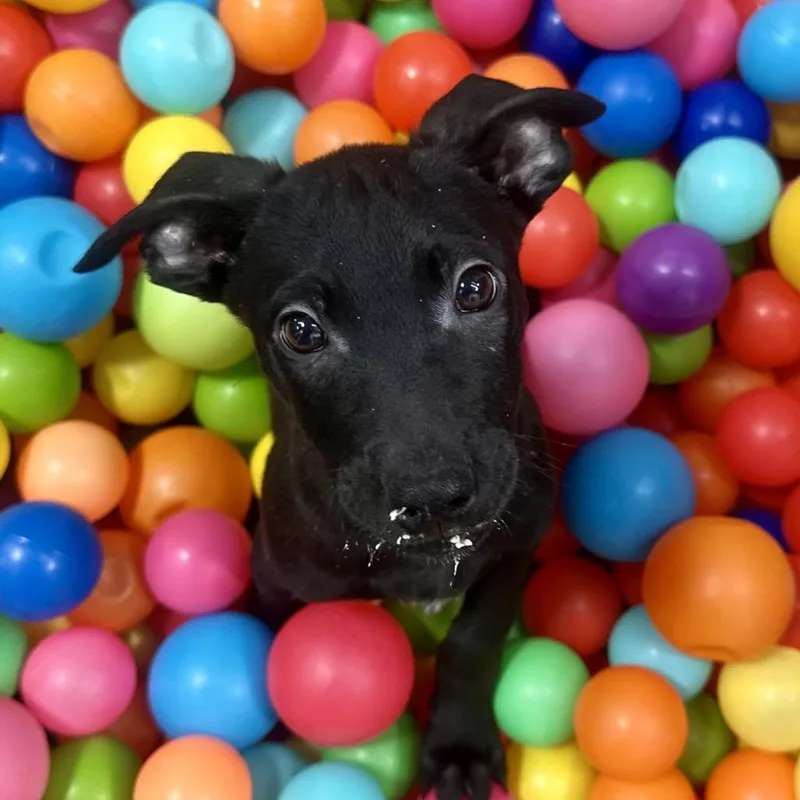 Thin Mint thumbnail 5