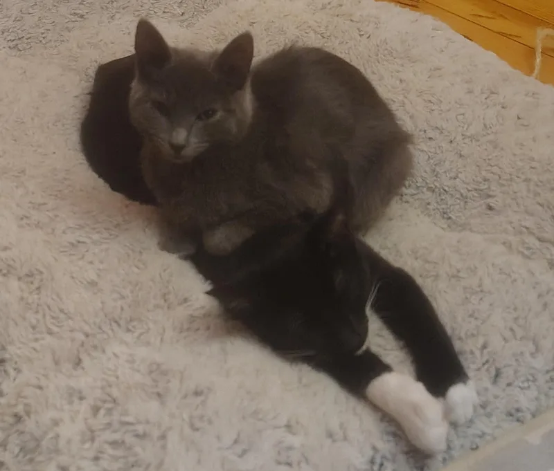 A baby medium-sized female Domestic Short Hair cat named Venom for adoption in Mayfield, NY