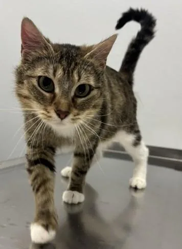 An adult medium-sized female Tabby (Brown / Chocolate) Domestic Short Hair cat named Maria for adoption in Pella, IA