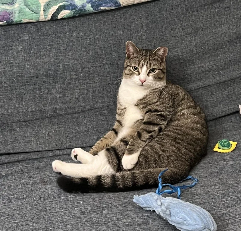 Mieko Market thumbnail 3