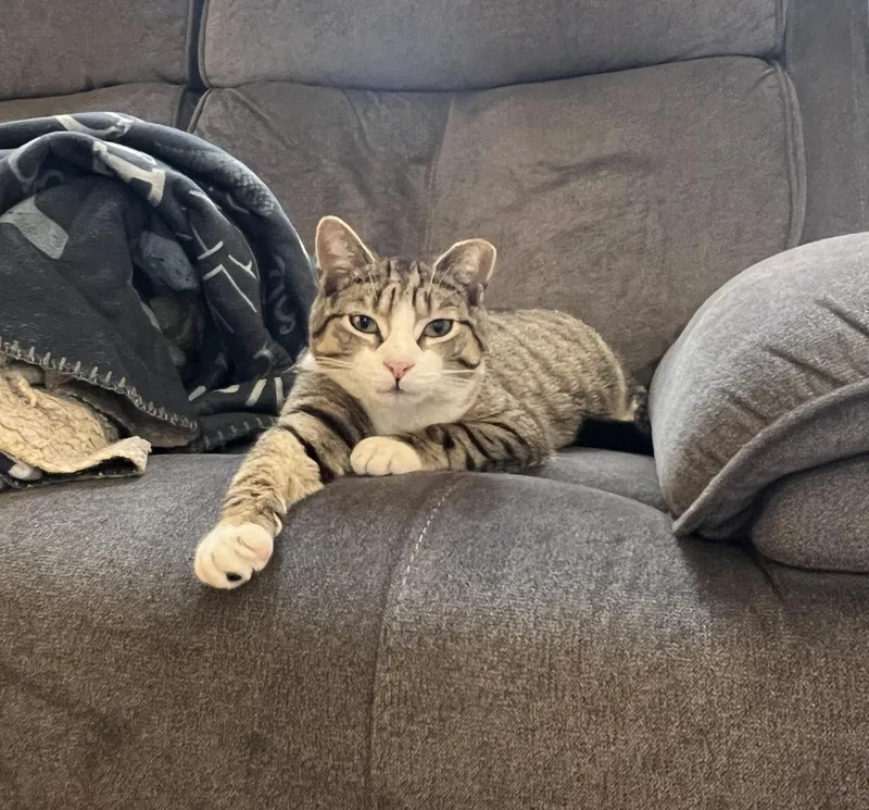 Mieko Market thumbnail 4