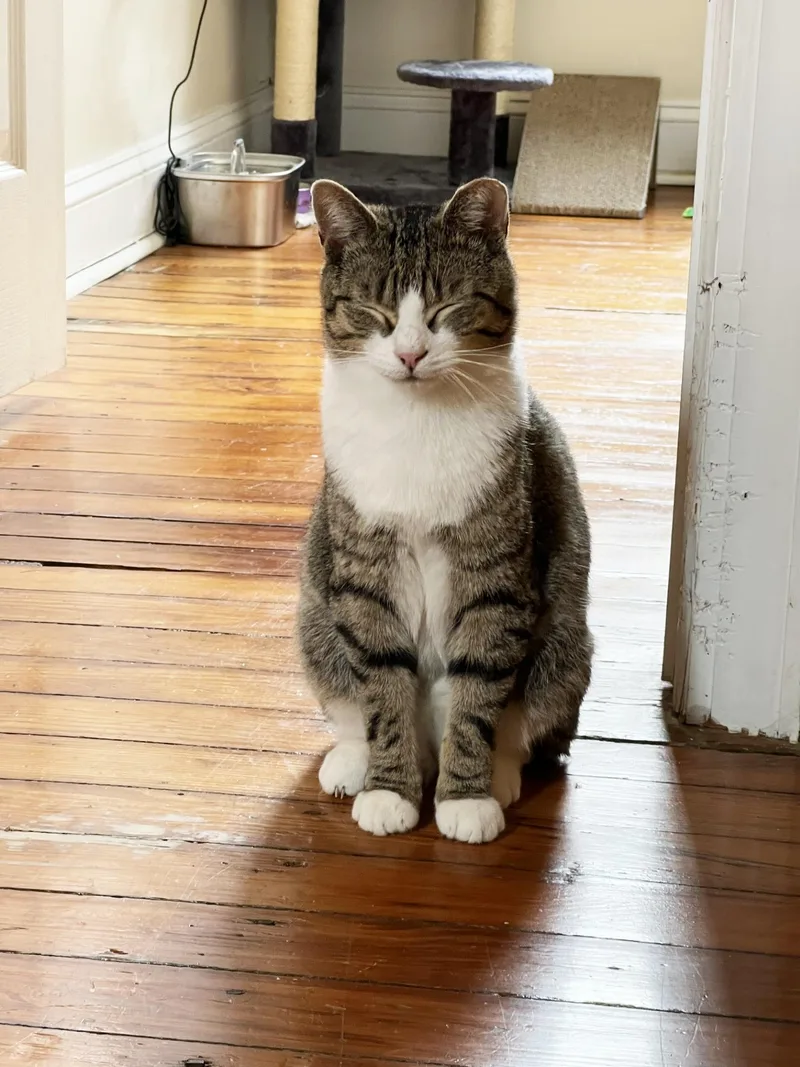 Mieko Market thumbnail 5