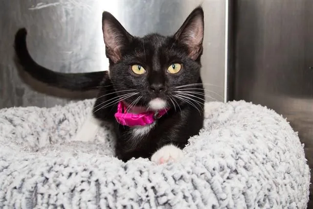 A baby small-sized female Domestic Short Hair cat named Gene for adoption in Santa Monica, CA