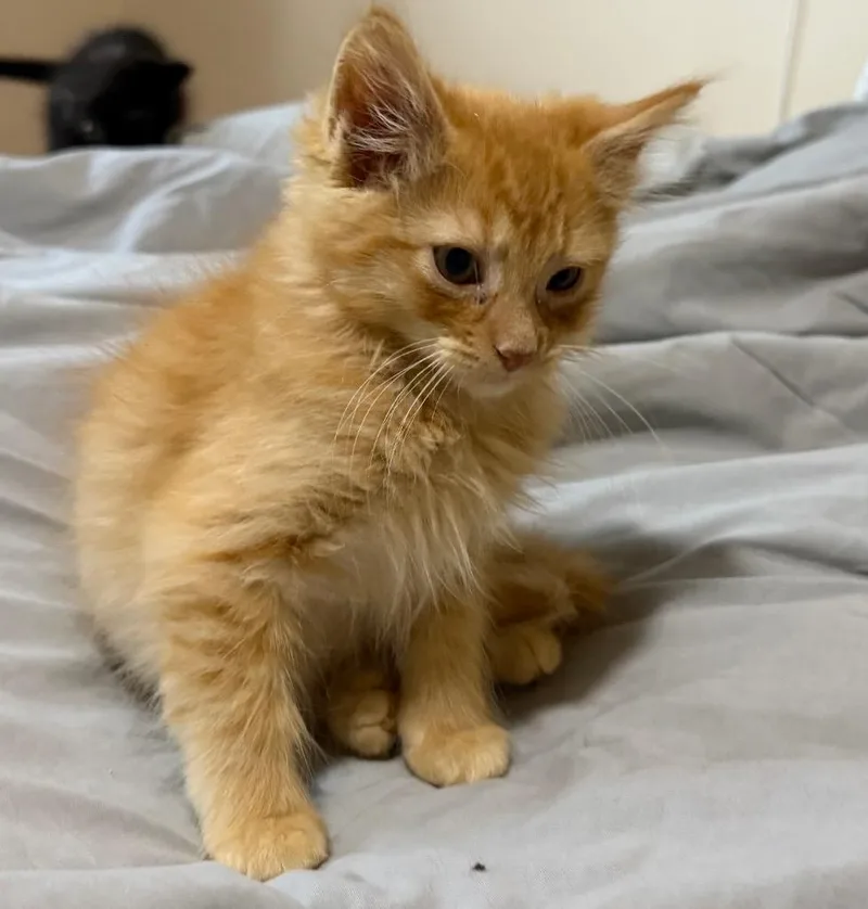A baby medium-sized male Domestic Short Hair cat named Honey for adoption in Logan, UT