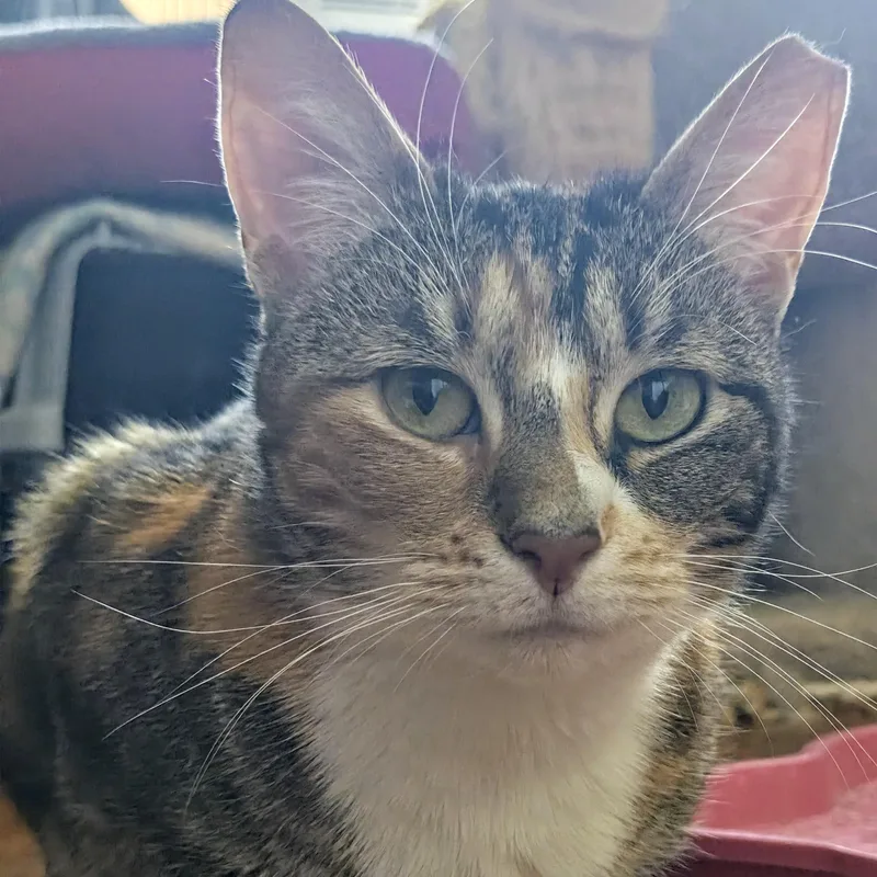 Cali Cat