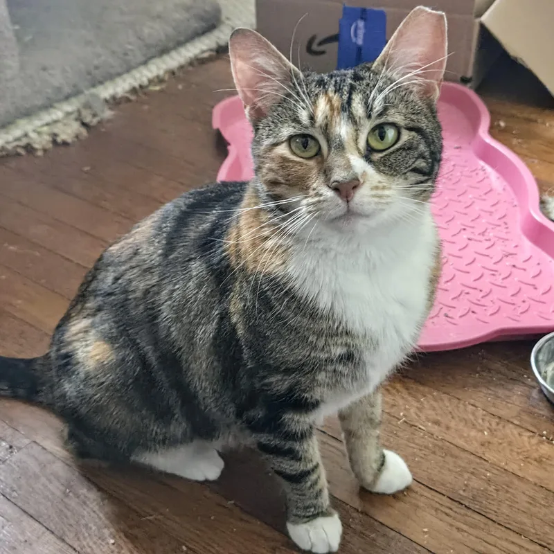 Cali Cat thumbnail 2