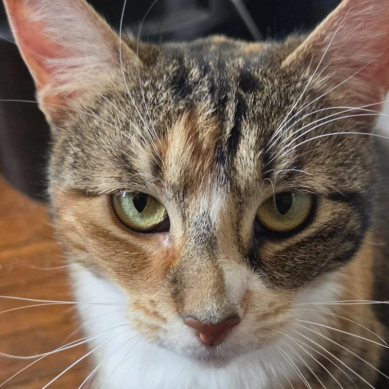 Cali Cat thumbnail 3