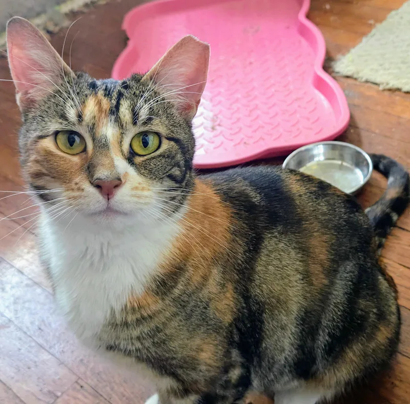 Cali Cat thumbnail 4