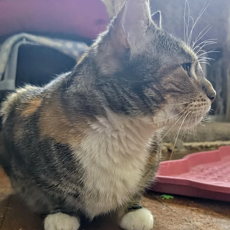 Cali Cat thumbnail 5