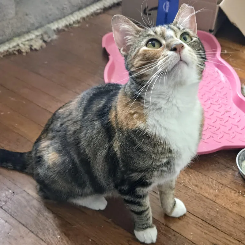 Cali Cat thumbnail 6