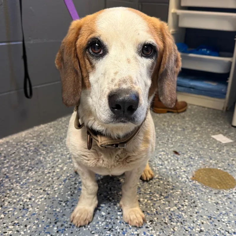 An adult medium-sized male White / Cream Basset Hound dog named TUSCStray for adoption in Tuscaloosa, AL