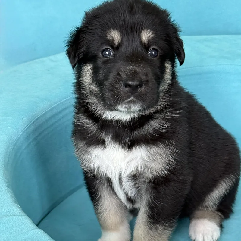 A baby large-sized female Anatolian Shepherd dog named AMBERLocal for adoption in Warwick, RI
