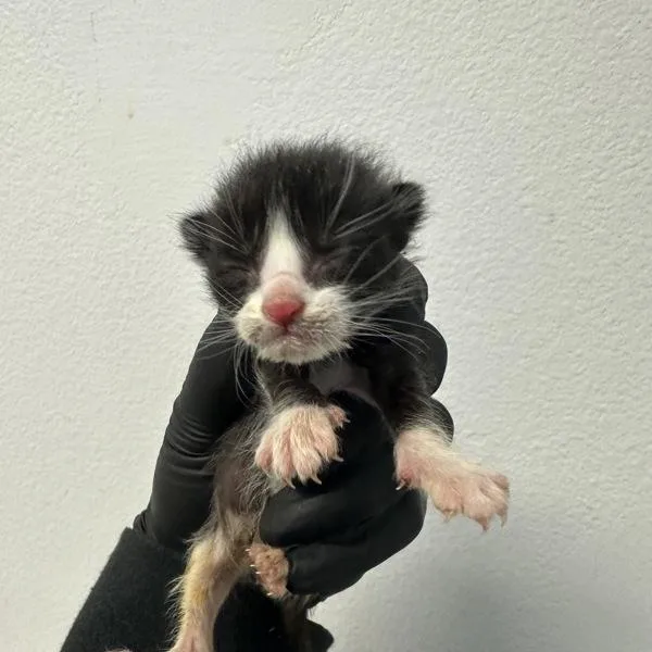 A baby small-sized male Domestic Short Hair cat named Florian for adoption in San Diego, CA