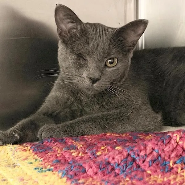 A young medium-sized female Domestic Short Hair cat named Violet for adoption in Des Moines, IA