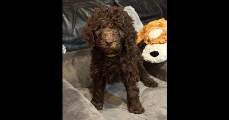 A baby large-sized male Brown / Chocolate Aussiedoodle dog named Luke for adoption in Milton, GA