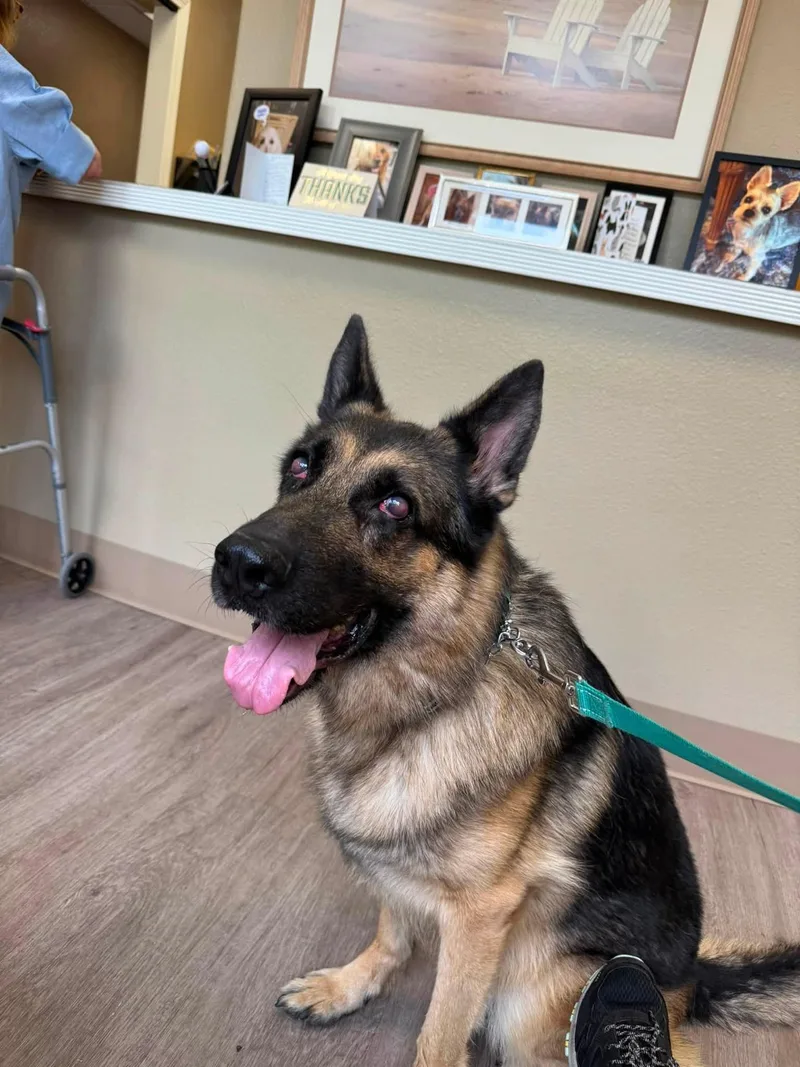 An adult large-sized male German Shepherd Dog dog named Gunther for adoption in Navarre, FL