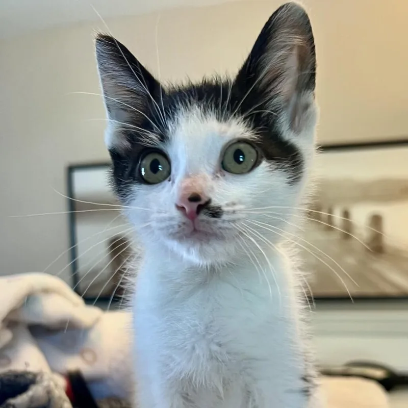 A baby small-sized male Domestic Short Hair cat named Tippy for adoption in Novelty, OH