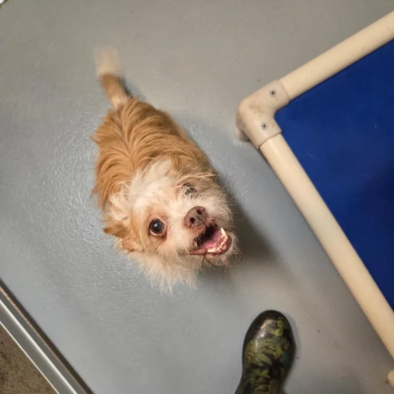 A senior small-sized female White / Cream Chihuahua dog named Kiliany for adoption in Pennsville, NJ