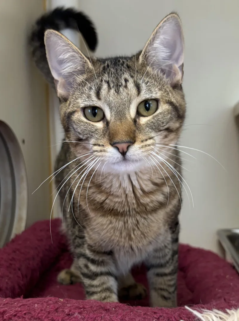 A young medium-sized female Domestic Short Hair cat named Banana Boo Boo for adoption in Somerset, NJ