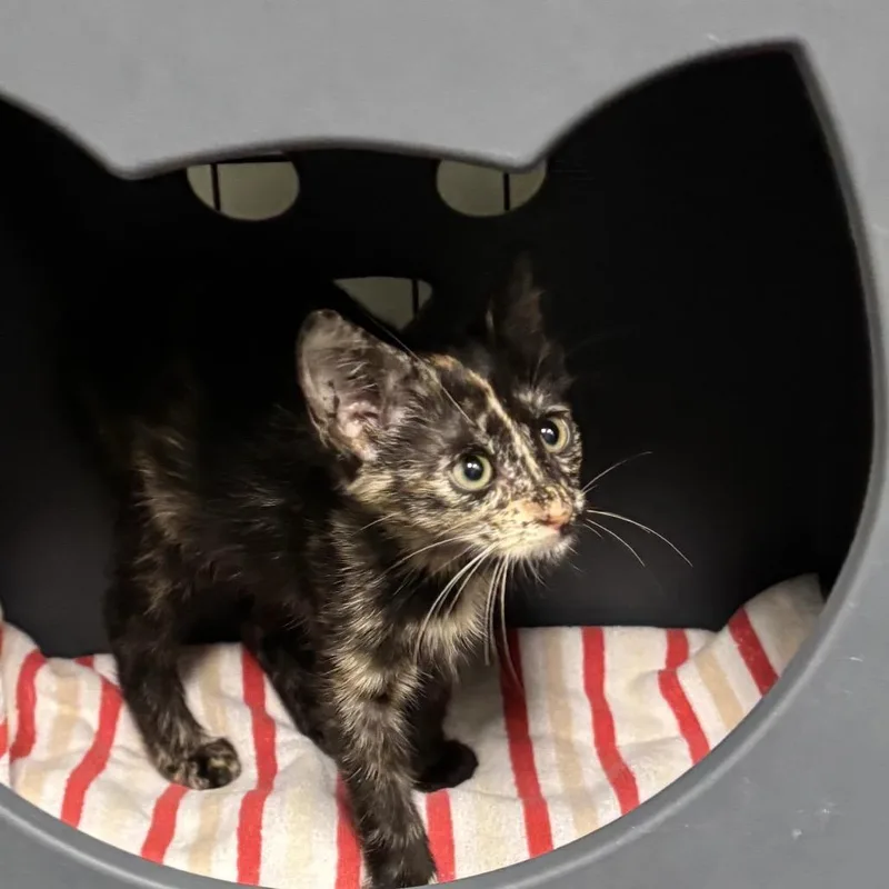 A baby small-sized female Tortoiseshell Domestic Short Hair cat named Jayna for adoption in Houston, TX