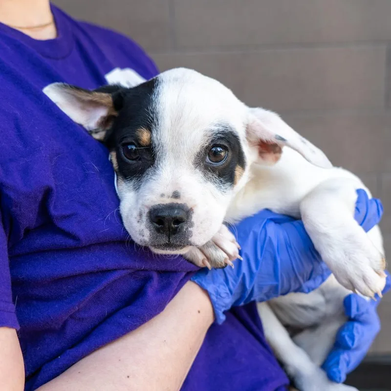 A baby medium-sized female Cattle Dog dog named Motorola for adoption in New York, NY