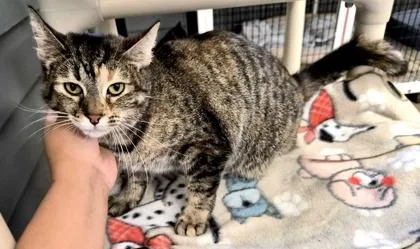 A young medium-sized female Brown / Chocolate Domestic Short Hair cat named Gloria for adoption in Fernandina Beach, FL