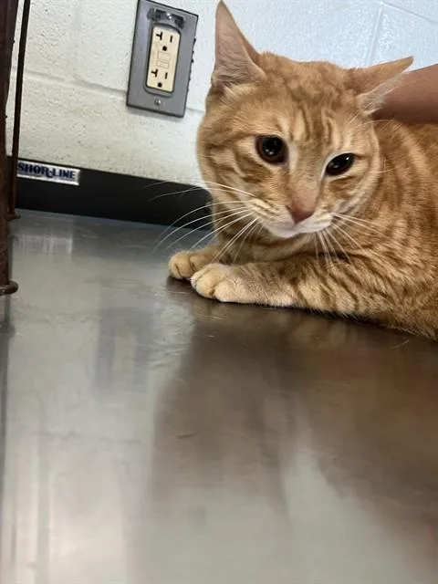 An adult large-sized male Domestic Short Hair cat named Johnny Storm for adoption in Corpus Christi, TX