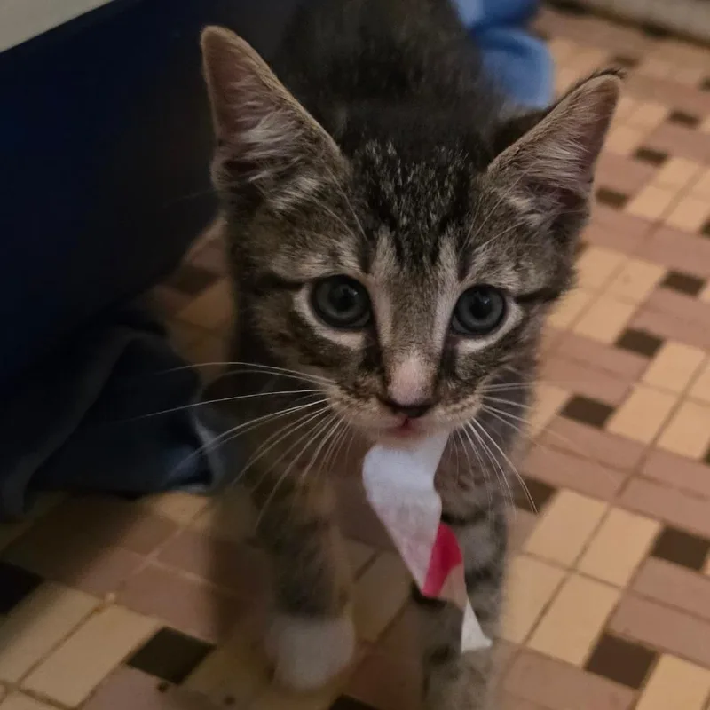 A baby small-sized female Brown / Chocolate Domestic Short Hair cat named Demeter for adoption in Melrose, FL