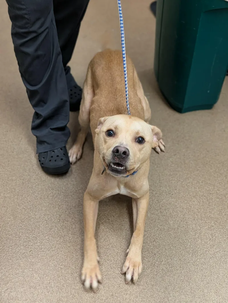 A young medium-sized male Labrador Retriever dog named Harry Pawtter for adoption in Chambersburg, PA