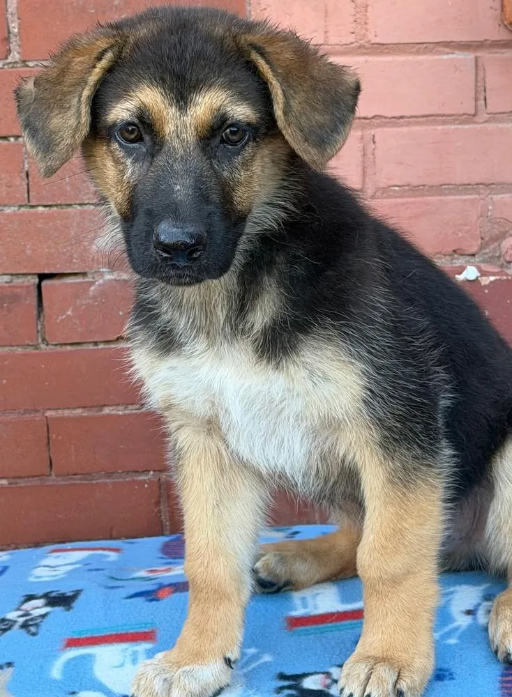 A baby medium-sized male Mixed Breed dog named Bugg for adoption in Groveland, MA