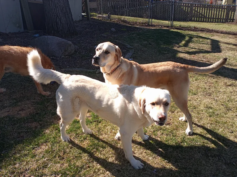 A young large-sized male Yellow / Tan / Blond / Fawn Labrador Retriever dog named Leroy And Charlie for adoption in Union Grove, WI