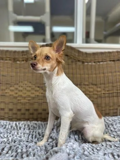 A young small-sized male Chihuahua dog named Judge for adoption in Marshall, TX